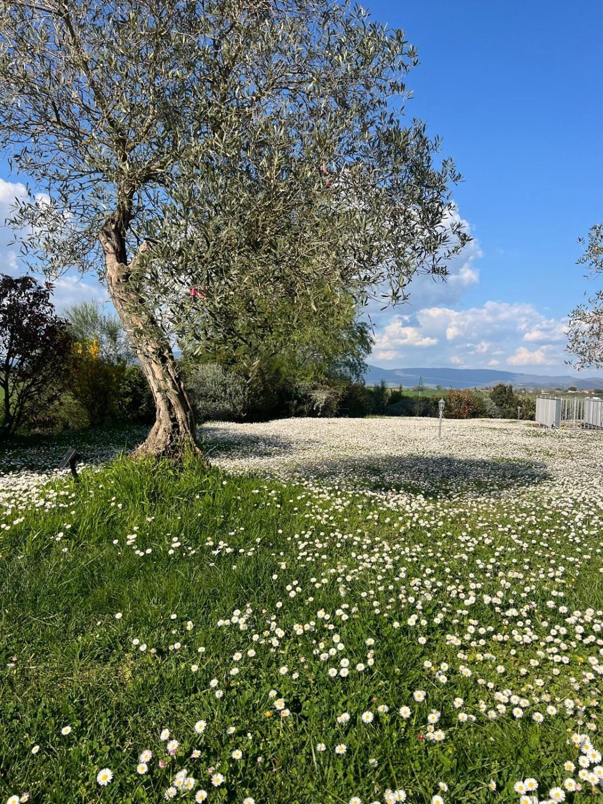 Villa Bellora Cortona Dış mekan fotoğraf